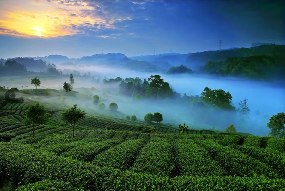 不朽情缘官网登录入口展柜案例之蒙顶山上茶